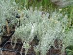 Helichrysum angustifolium var.